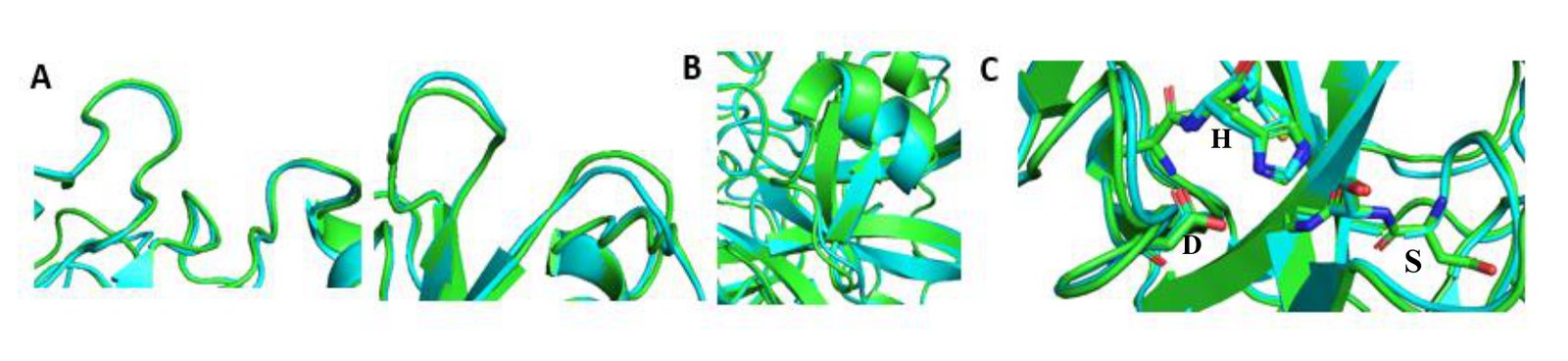 Close-ups of loops, a helix and the catalytic triad