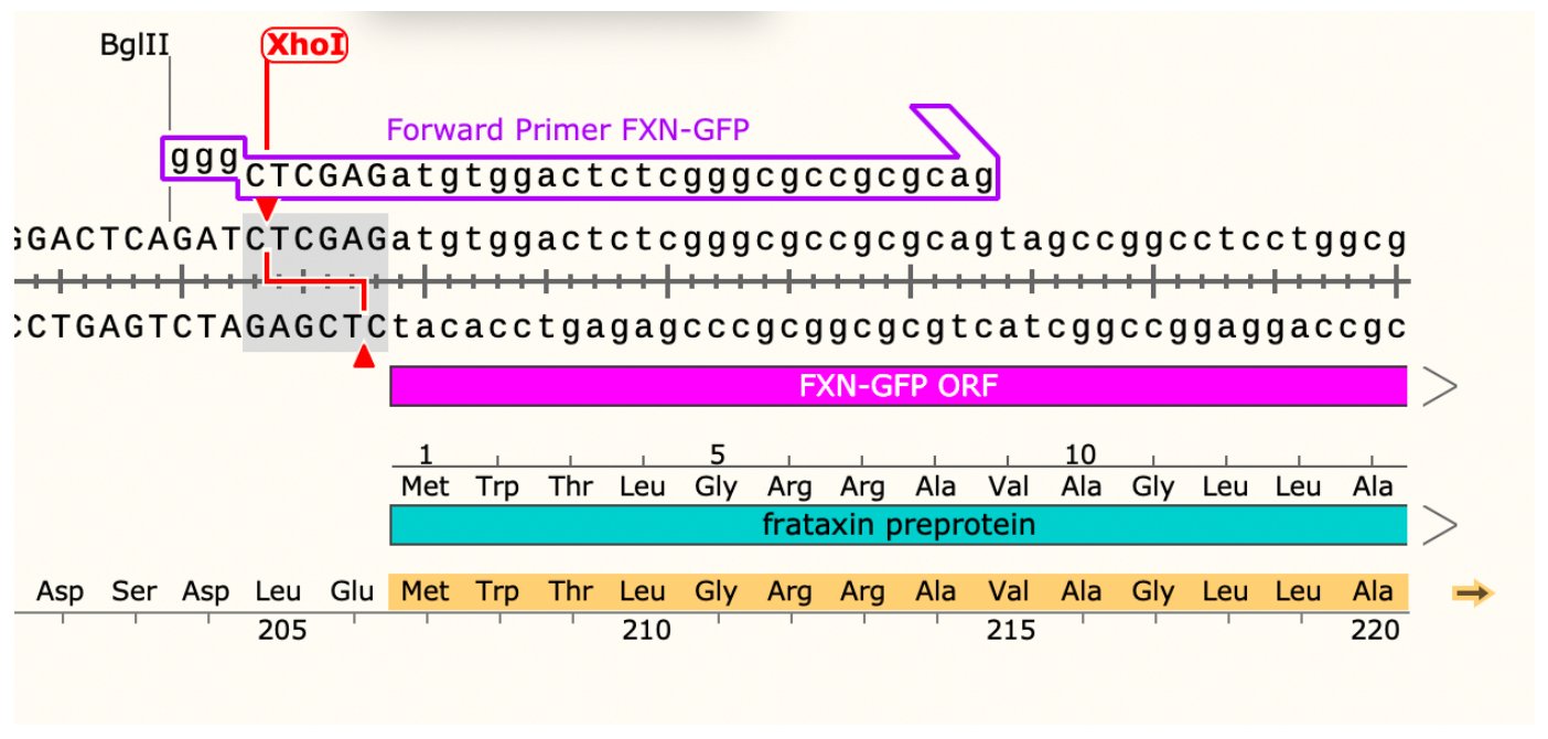 The forward primer clamp and XhoI site at the frataxin start codon