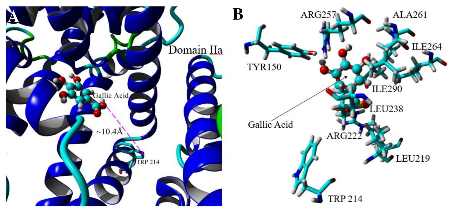 Gallic acid docked into subdomain IIA with surrounding residues