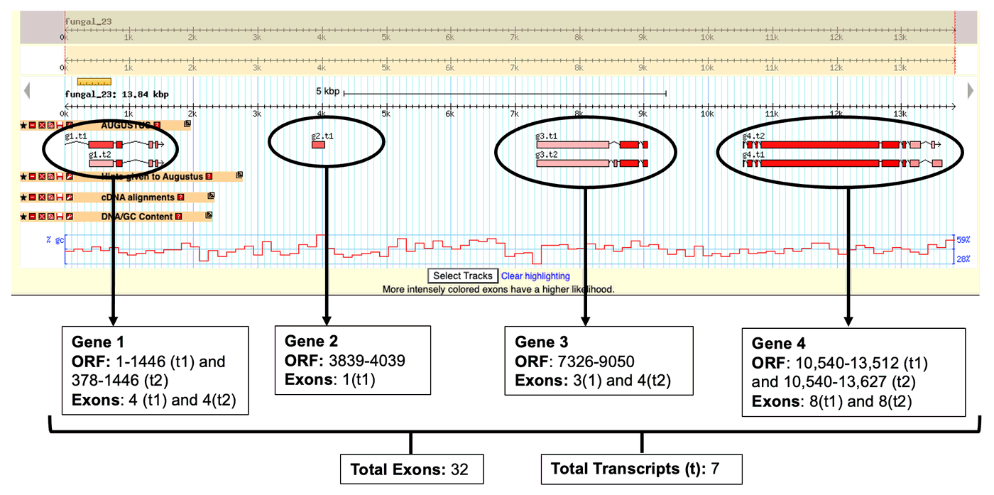 AUGUSTUS gene predictions annotated with reading frames and exon counts