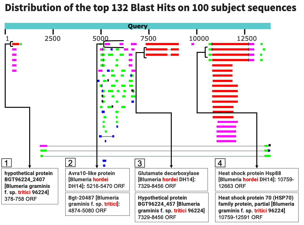 Distribution of the top BLASTx hits along the sequence