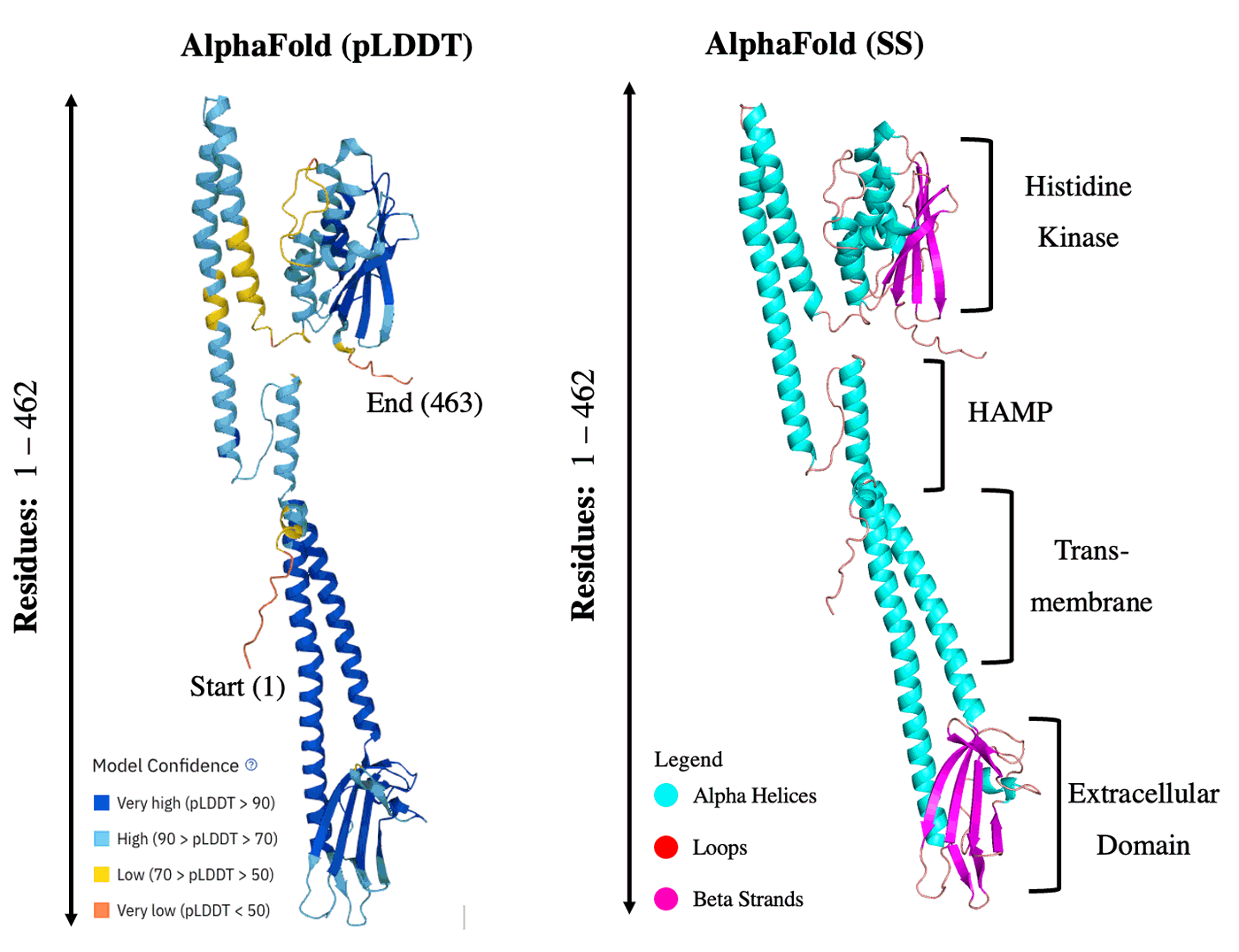 The AlphaFold model coloured by pLDDT confidence and by secondary structure
